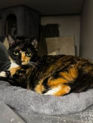 Lost Female Cat last seen marshall and Lopez, Perris, CA 92570