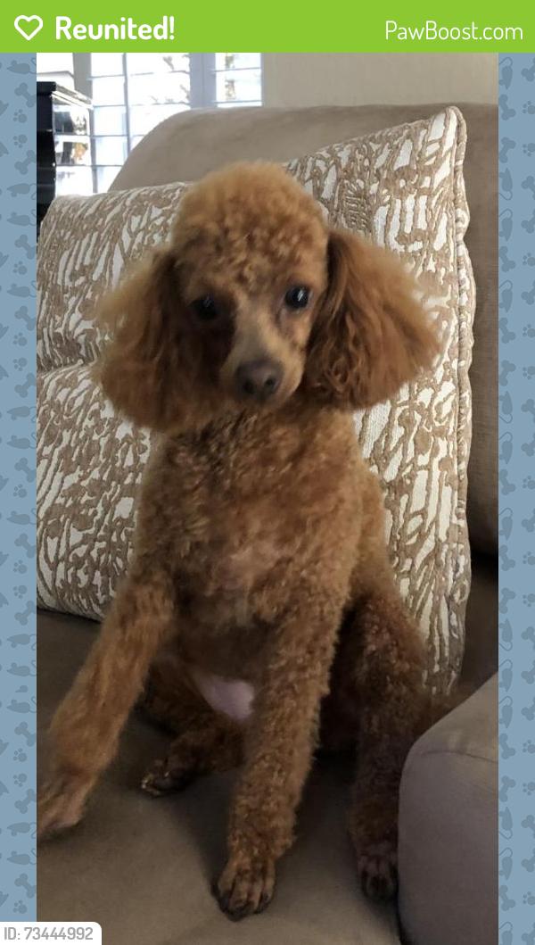 Reunited Female Dog last seen Wilcox Park, San Jose, CA 95125