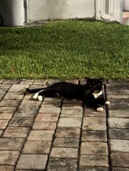 Found/Stray Unknown Cat last seen East golf blvd, Pompano Beach, FL 33064