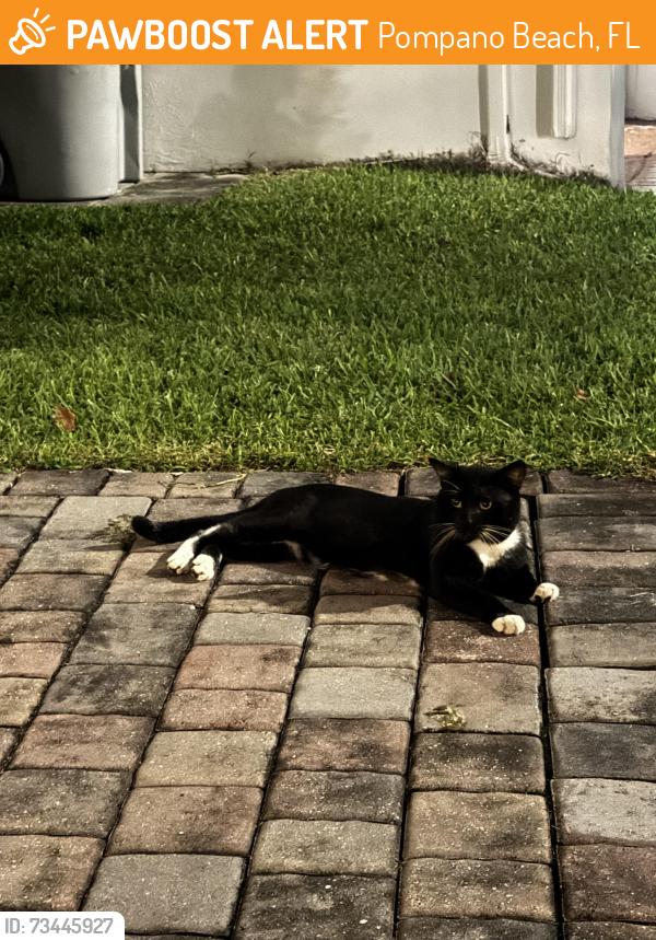 Found/Stray Unknown Cat last seen East golf blvd, Pompano Beach, FL 33064