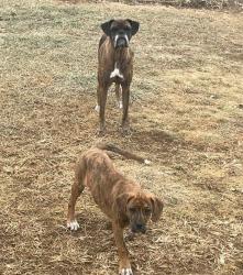 Lost Female Dog last seen Cannery Road, Furman’s/ 16th and King, Northumberland, PA 17857