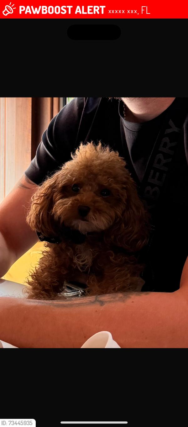 Lost Male Dog last seen Griffin road supermarket Publix, Дания Бич, FL 33004