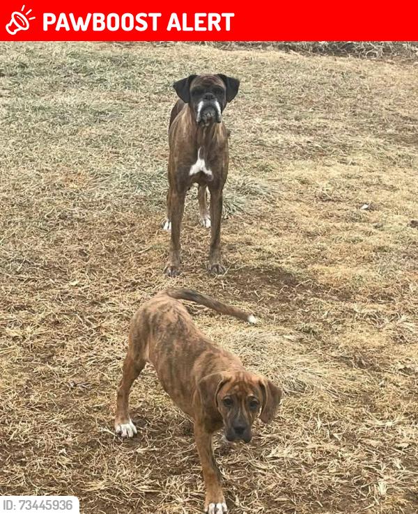Lost Female Dog last seen Cannery Road, Furman’s/ 16th and King, Northumberland, PA 17857