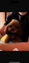 Lost Male Dog last seen Griffin road supermarket Publix, Дания Бич, FL 33004
