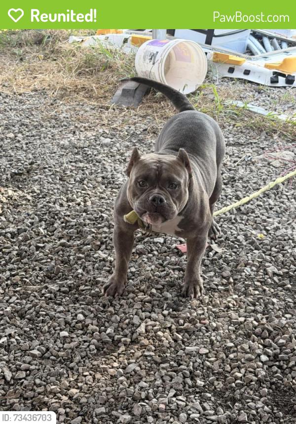 Reunited Male Dog last seen Tarrant al, Tarrant, AL 35217