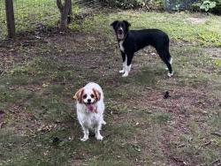 Found/Stray Unknown Dog last seen Near Tally Ho Lane, Madison, WI 53705