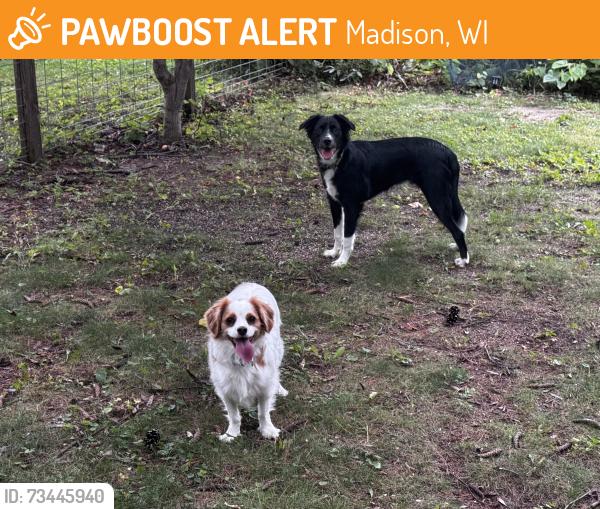Found/Stray Unknown Dog last seen Near Tally Ho Lane, Madison, WI 53705