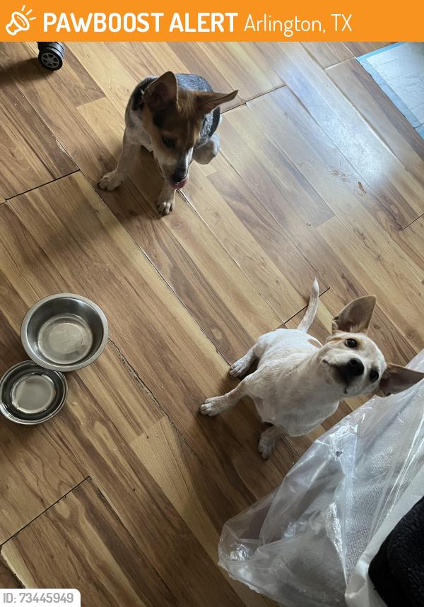 Found/Stray Male Dog last seen Soccer Field, Arlington, TX 76006