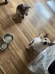 Found/Stray Male Dog last seen Soccer Field, Arlington, TX 76006