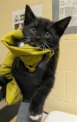 Shelter Stray Male Cat last seen RIVERPORT CIR & FLORIN RD, 2127 Front St, Sacramento, CA 95818, USA