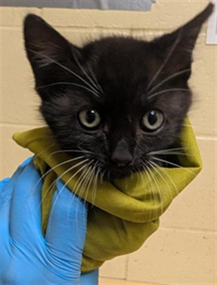 Shelter Stray Female Cat last seen RIVERPORT CIR & FLORIN RD, 2127 Front St, Sacramento, CA 95818, USA