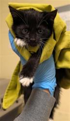 Shelter Stray Female Cat last seen RIVERPORT CIR & FLORIN RD, 2127 Front St, Sacramento, CA 95818, USA
