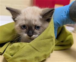 Shelter Stray Male Cat last seen RIVERPORT CIR & FLORIN RD, 2127 Front St, Sacramento, CA 95818, USA