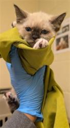 Shelter Stray Female Cat last seen RIVERPORT CIR & FLORIN RD, 2127 Front St, Sacramento, CA 95818, USA