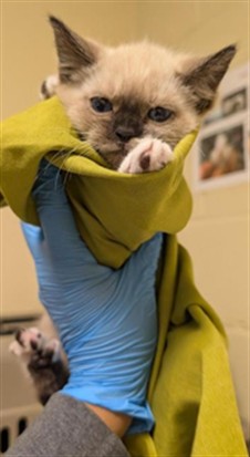 Shelter Stray Female Cat last seen RIVERPORT CIR & FLORIN RD, 2127 Front St, Sacramento, CA 95818, USA
