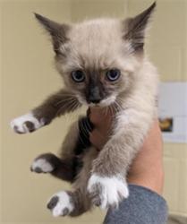 Shelter Stray Female Cat last seen RIVERPORT CIR & FLORIN RD, 2127 Front St, Sacramento, CA 95818, USA