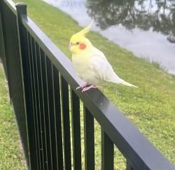 Found/Stray Unknown Bird last seen Barrett Rd, North Fort Myers, FL 33903