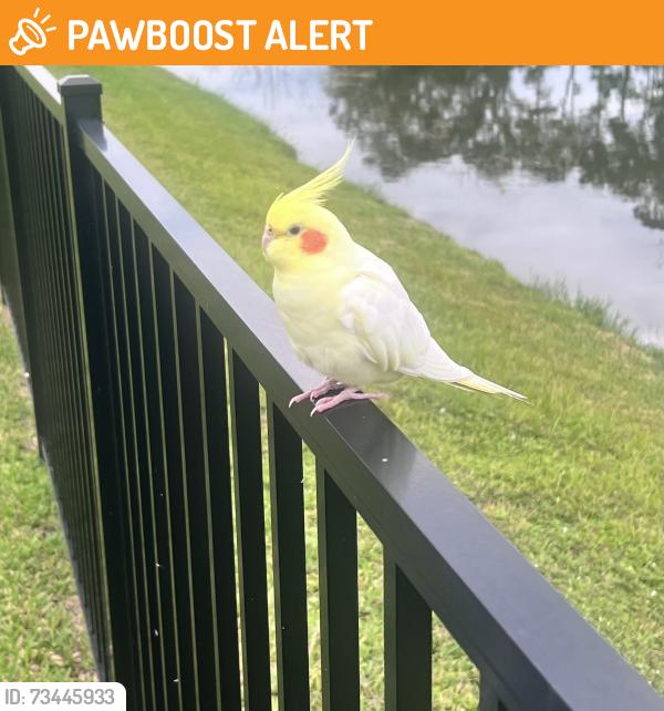 Found/Stray Unknown Bird last seen Barrett Rd, North Fort Myers, FL 33903