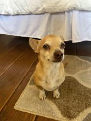 Lost Male Dog last seen Byers and Adjer, Menifee, CA 92584