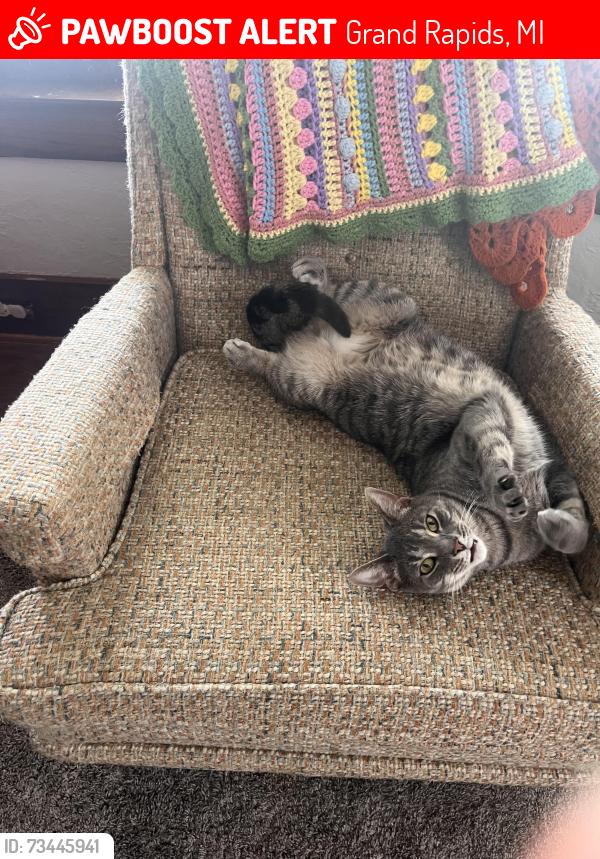 Lost Male Cat last seen Richards Ave and Fulton, Grand Rapids, MI 49504
