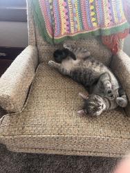 Lost Male Cat last seen Richards Ave and Fulton, Grand Rapids, MI 49504