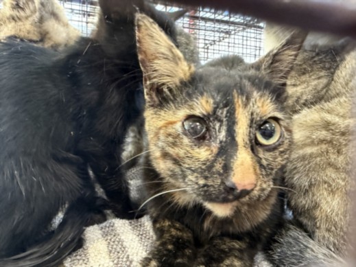 Shelter Stray Female Cat last seen , 957 N Gaffey St, San Pedro, CA 90731, USA