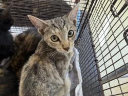 Shelter Stray Female Cat last seen , 957 N Gaffey St, San Pedro, CA 90731, USA