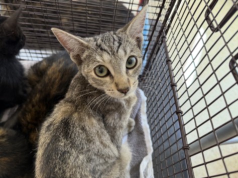 Shelter Stray Female Cat last seen , 957 N Gaffey St, San Pedro, CA 90731, USA