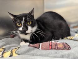 Shelter Stray Male Cat last seen , 957 N Gaffey St, San Pedro, CA 90731, USA