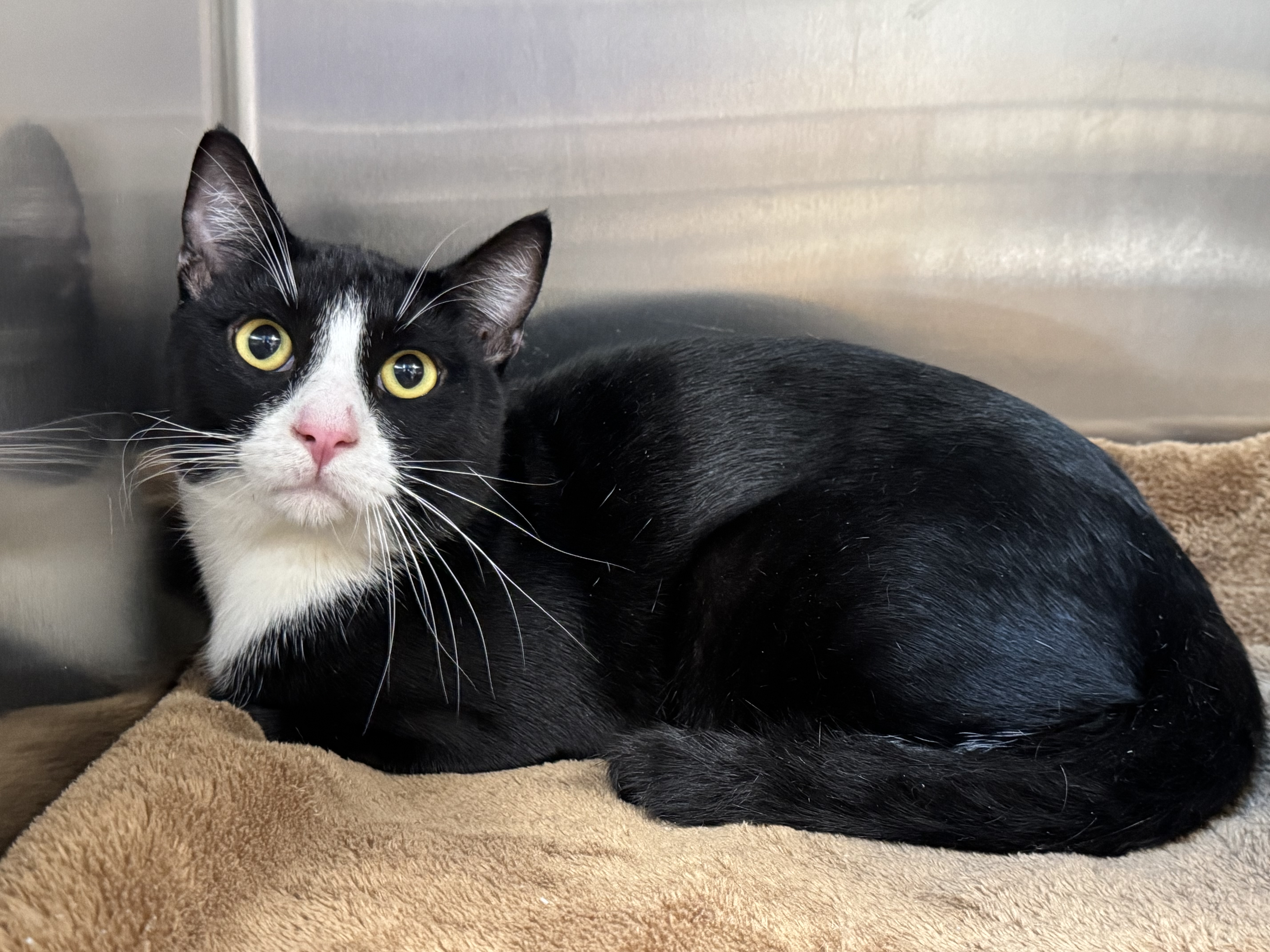 Shelter Stray Male Cat last seen , 957 N Gaffey St, San Pedro, CA 90731, USA