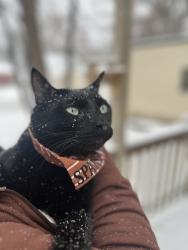 Lost Male Cat last seen Near sanford, Sioux Falls, SD 57105