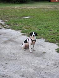 Found/Stray Female Dog last seen Falcon, NC, Falcon, NC 28395