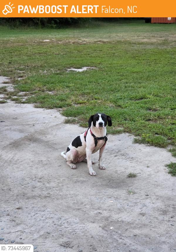 Found/Stray Female Dog last seen Falcon, NC, Falcon, NC 28395