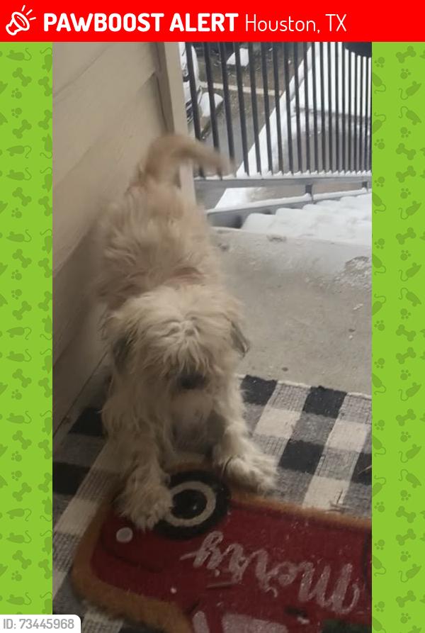 Lost Male Dog last seen Villa Springs apmts 77090 45 and Barren Springs Dr, Houston, TX 77090