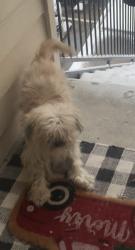 Lost Male Dog last seen Villa Springs apmts 77090 45 and Barren Springs Dr, Houston, TX 77090