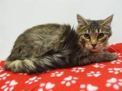 Shelter Stray Male Cat last seen LA BELLA CIR/LOMA RIO LN, 95660, 3839 Bradshaw Rd, Sacramento, CA 95827, USA