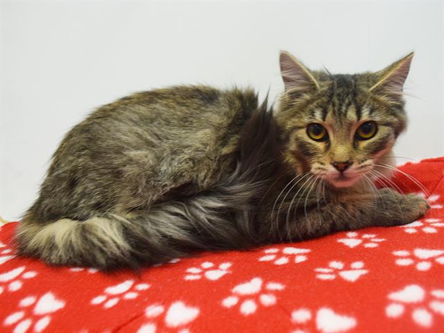 Shelter Stray Male Cat last seen LA BELLA CIR/LOMA RIO LN, 95660, 3839 Bradshaw Rd, Sacramento, CA 95827, USA