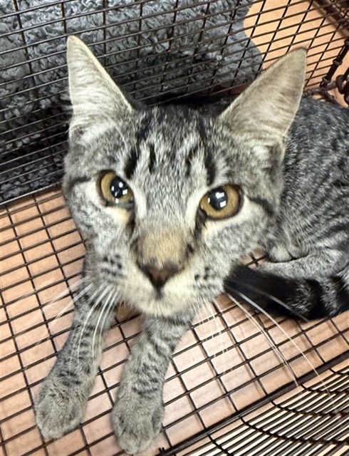 Shelter Stray Female Cat last seen LA BELLA CIR/LOMA RIO LN, 95660, 3839 Bradshaw Rd, Sacramento, CA 95827, USA