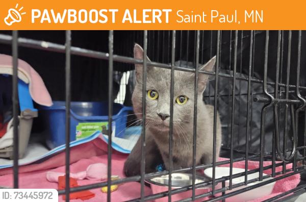 Found/Stray Male Cat last seen Dale and Minnehaha Ave W, Saint Paul, MN 55103