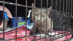 Found/Stray Male Cat last seen Dale and Minnehaha Ave W, Saint Paul, MN 55103