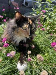 Lost Female Cat last seen 81st, Thurston County, WA 98501