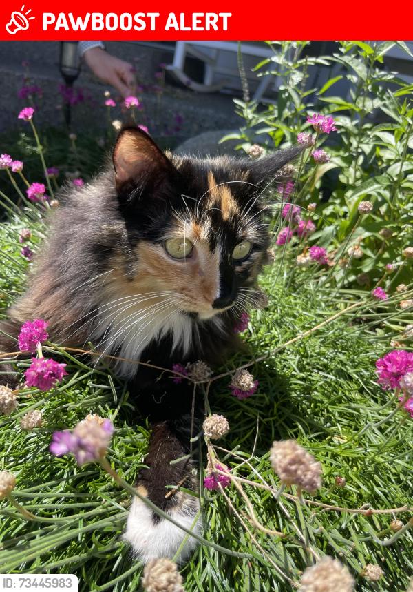 Lost Female Cat last seen 81st, Thurston County, WA 98501