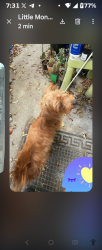 Reunited Female Dog last seen 25th St, Fort, Worth TX, Fort Worth, TX 76164