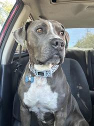 Reunited Male Dog last seen Deer valley rd, Cameron Park, CA 95672