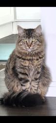 Lost Male Cat last seen Big springs ridge rd, Friendsville, TN 37737