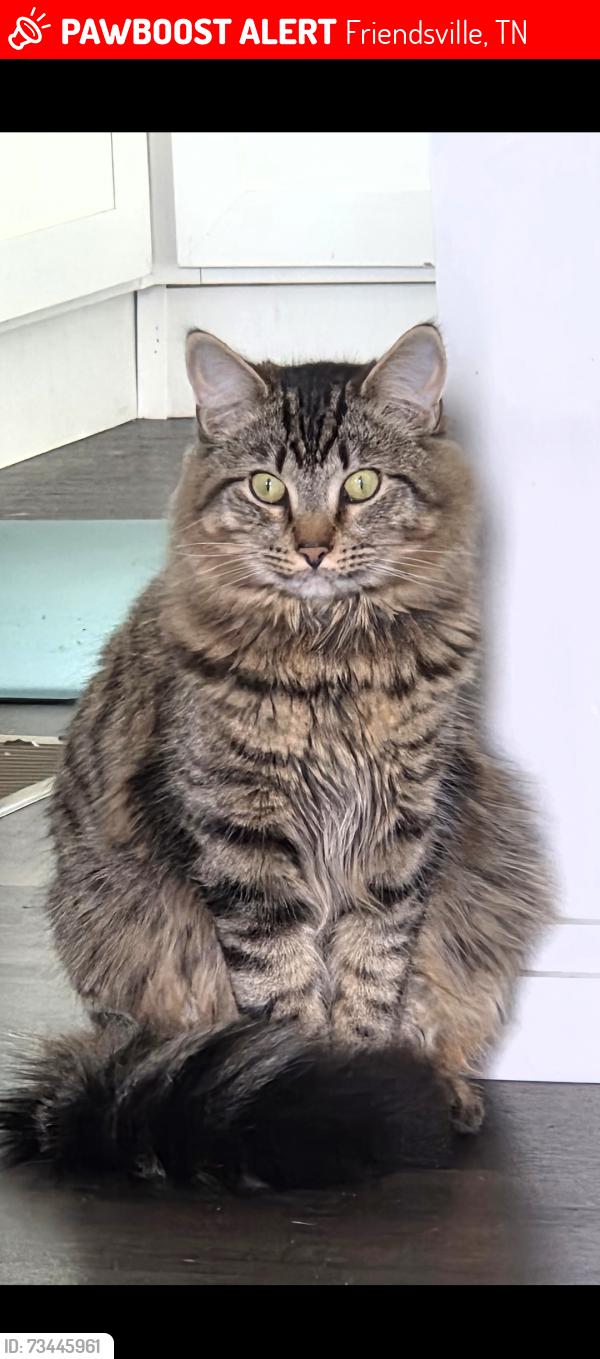 Lost Male Cat last seen Big springs ridge rd, Friendsville, TN 37737