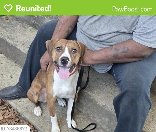 Reunited Male Dog last seen Between Safford Avenue and Springmont Ave, Columbus, OH 43223