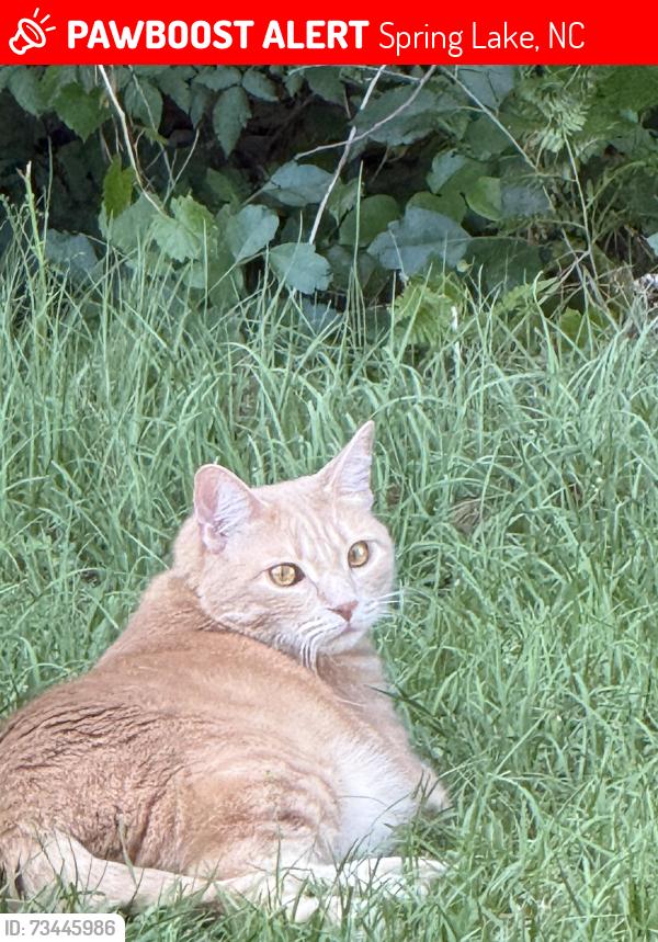 Lost Male Cat last seen Near Jack Harris Ln, Spring Lake, NC 28390