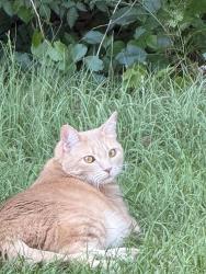 Lost Male Cat last seen Near Jack Harris Ln, Spring Lake, NC 28390