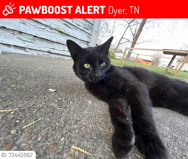 Lost Male Cat last seen Near S Main St Dyer TN, Dyer, TN 38330